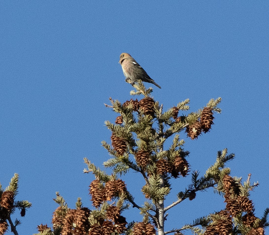 White-winged Crossbill - ML647333307