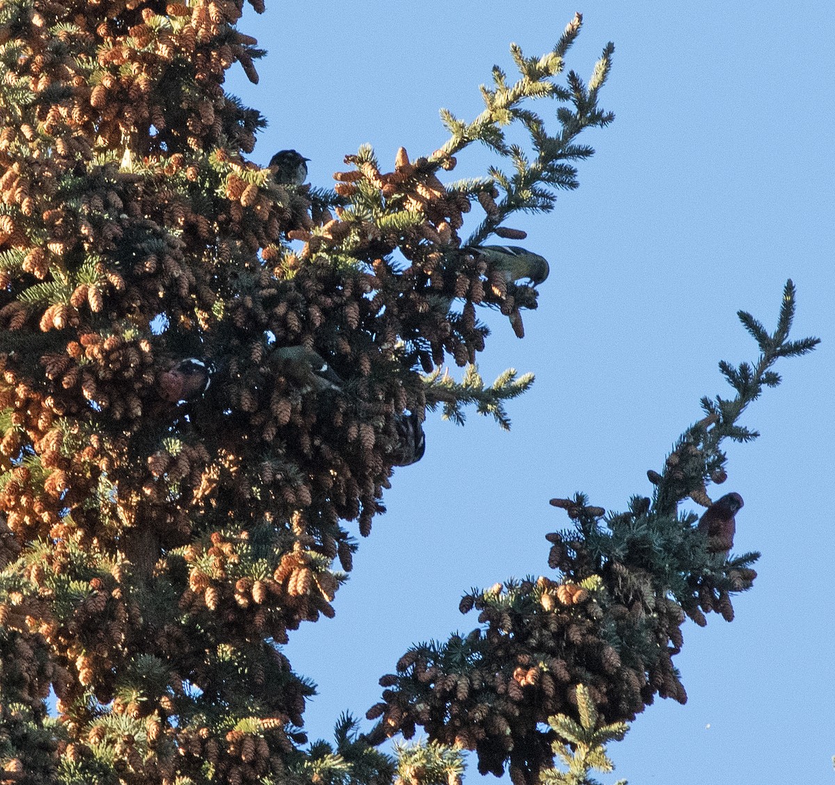 White-winged Crossbill - ML647333308