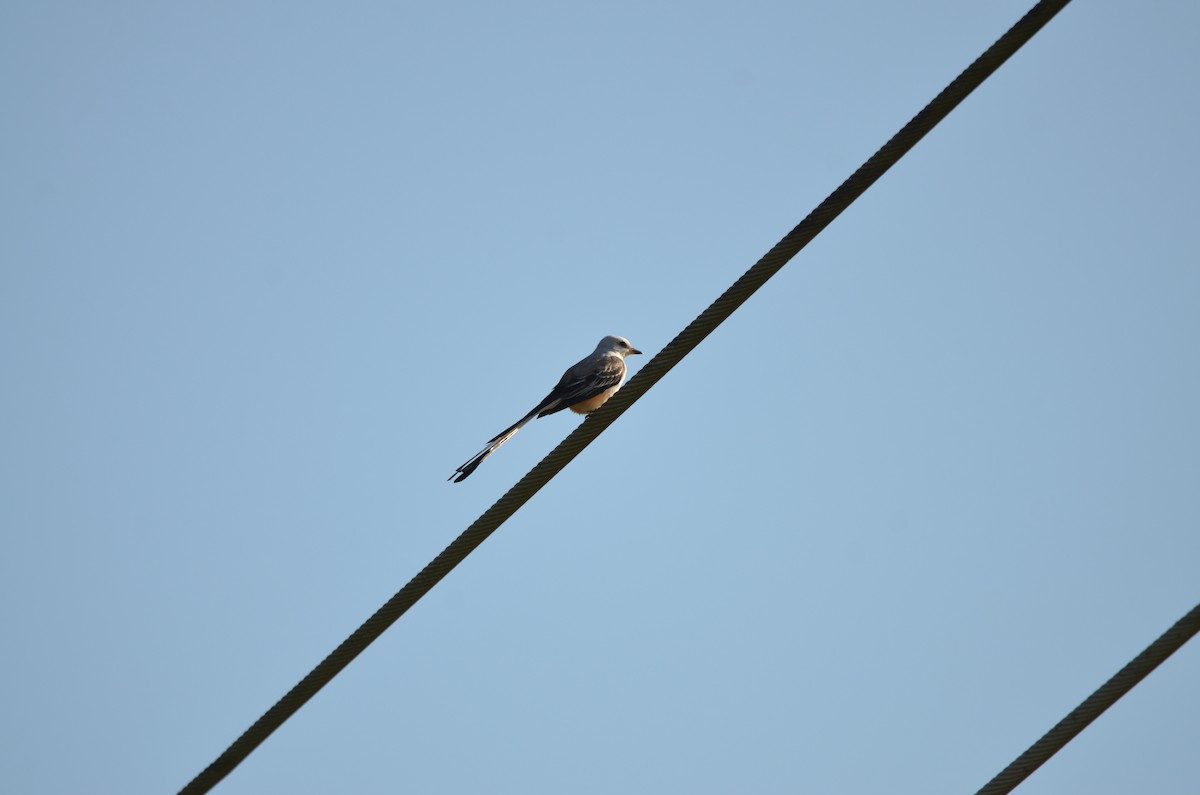 Scissor-tailed Flycatcher - ML647333311