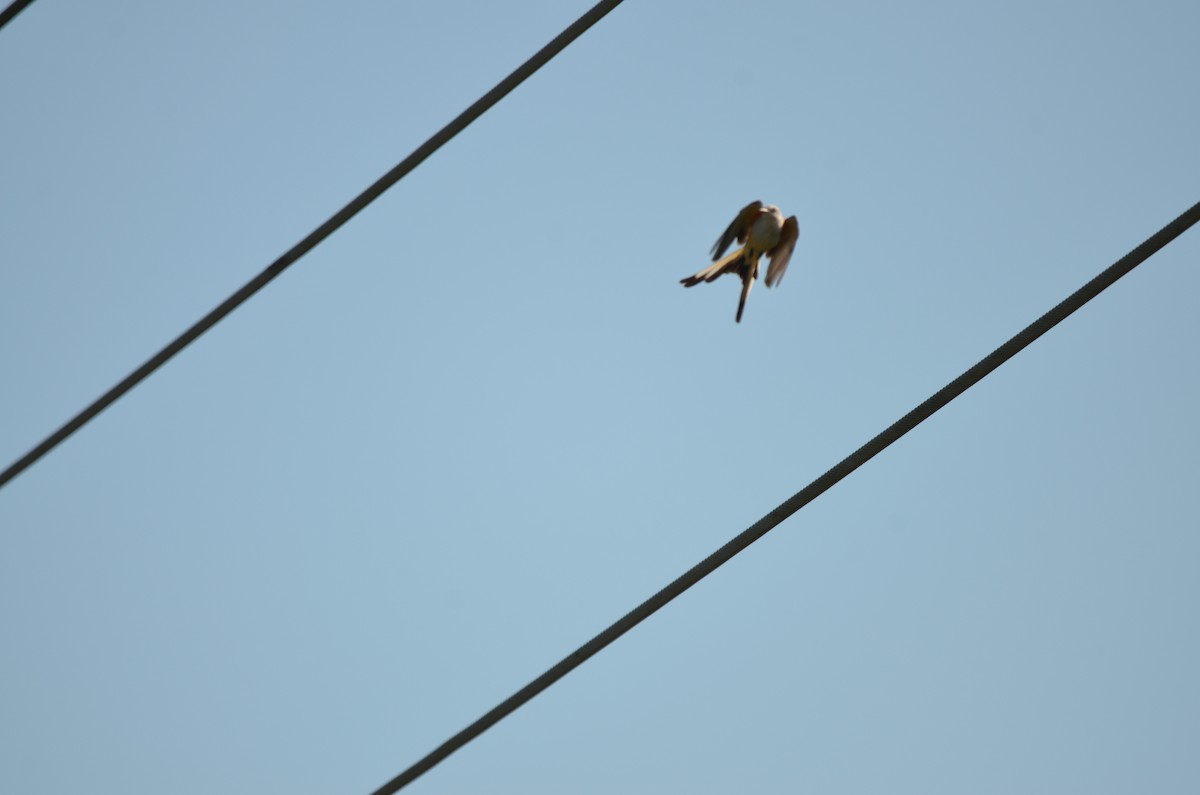 Scissor-tailed Flycatcher - ML647333312