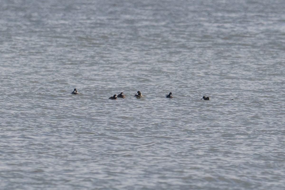 Greater Scaup - ML647333313