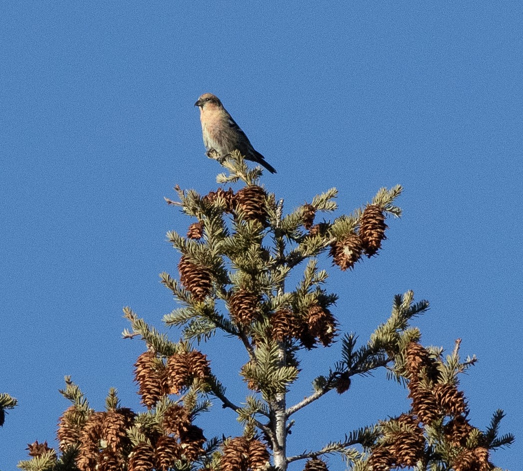 White-winged Crossbill - ML647333319