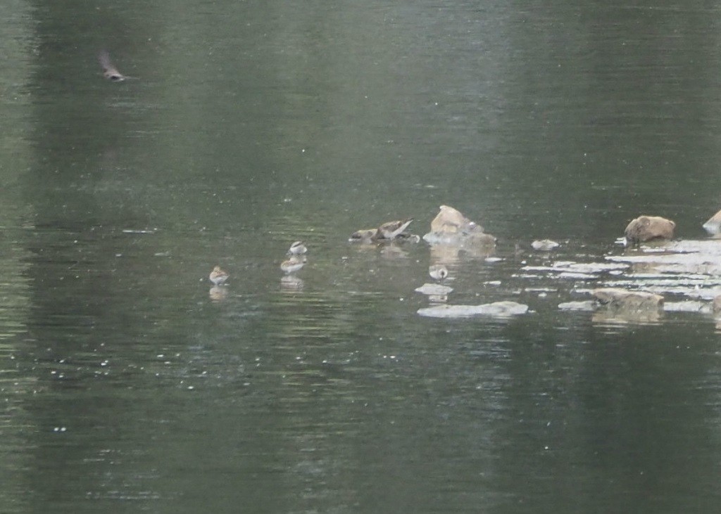 Побережник арктичний - ML647333321