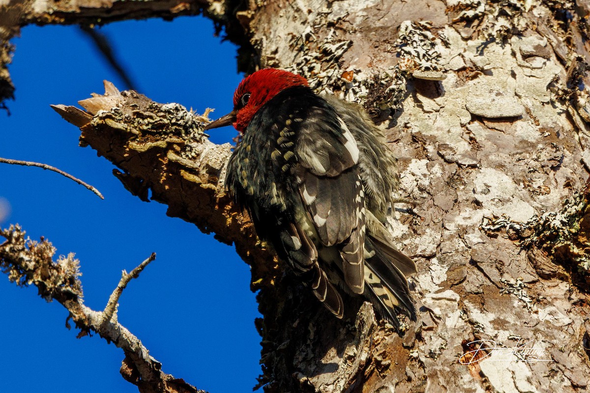 Red-breasted Sapsucker - ML647333329