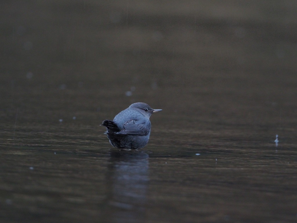 אמודאי אמריקני - ML647333331