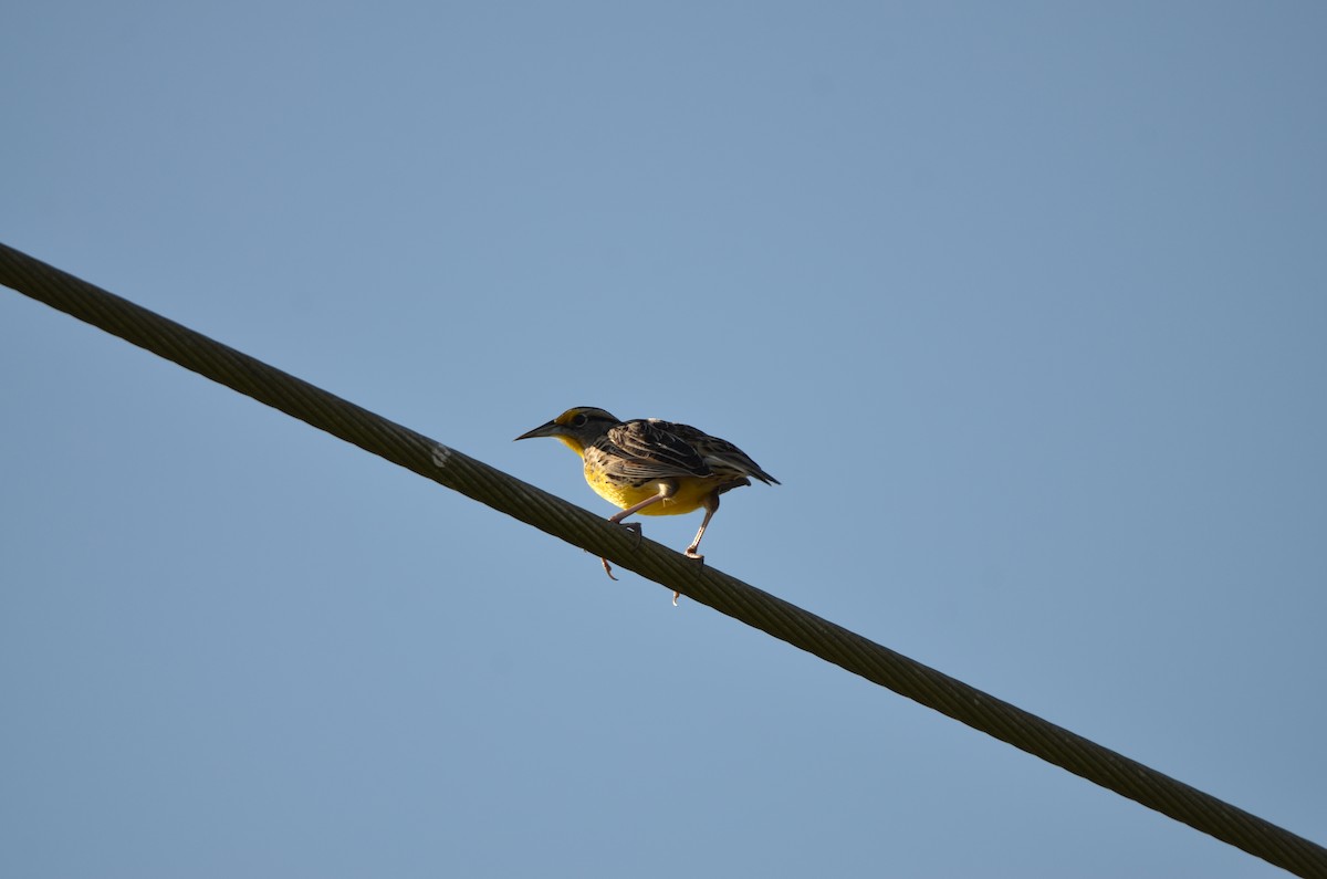 Eastern Meadowlark - ML647333332