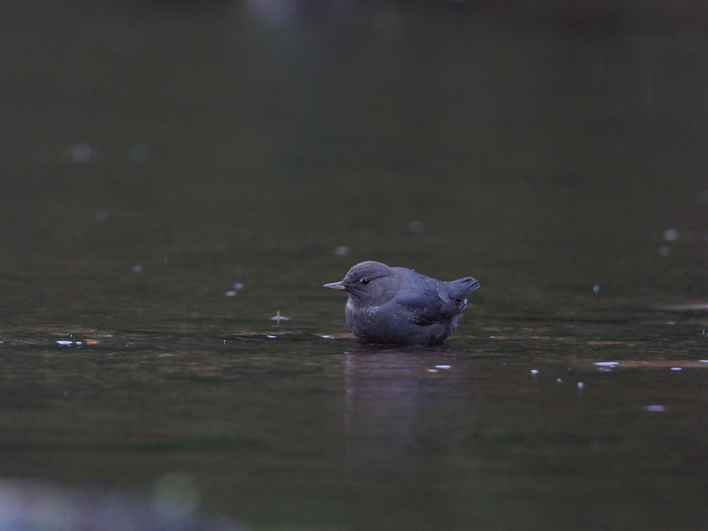 אמודאי אמריקני - ML647333348