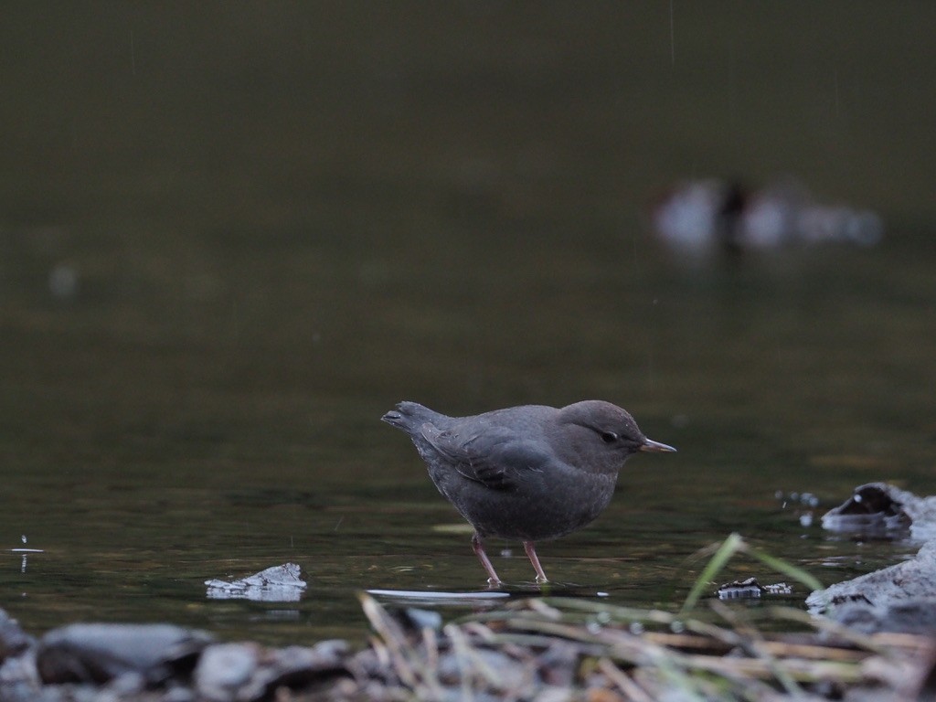 אמודאי אמריקני - ML647333357