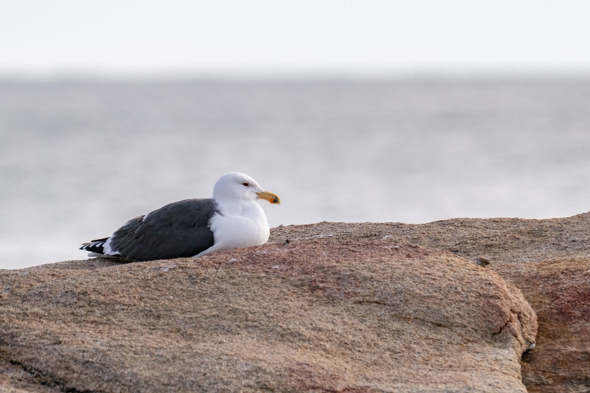 Great Black-backed Gull - ML647333363