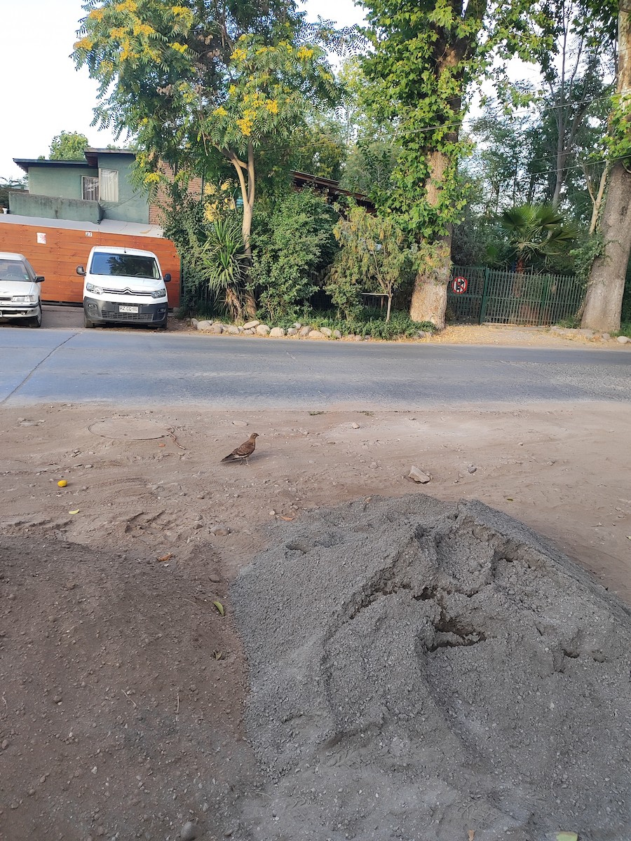 Chimango Caracara - ML647333364