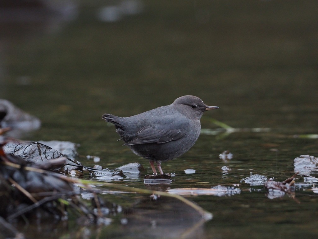 אמודאי אמריקני - ML647333366