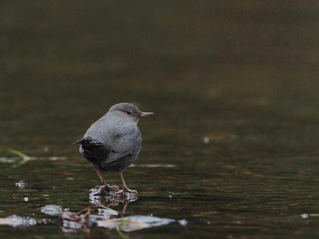 אמודאי אמריקני - ML647333374