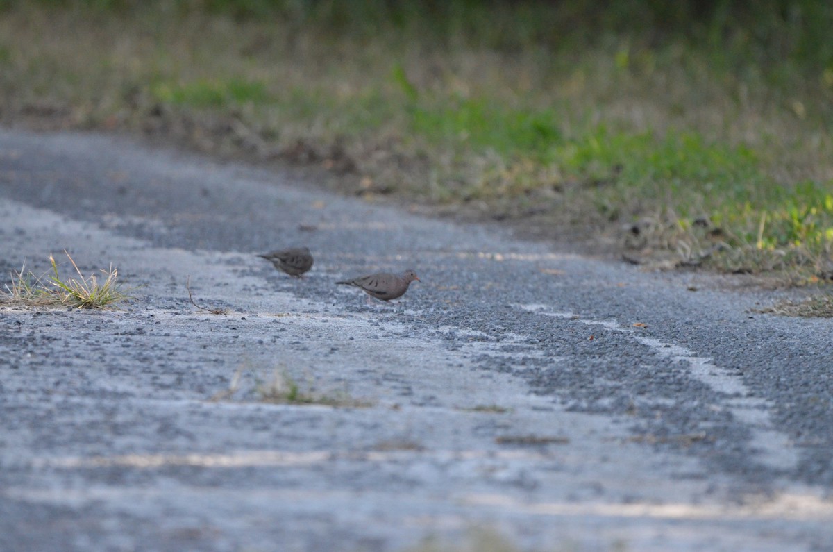 Common Ground Dove - ML647333378
