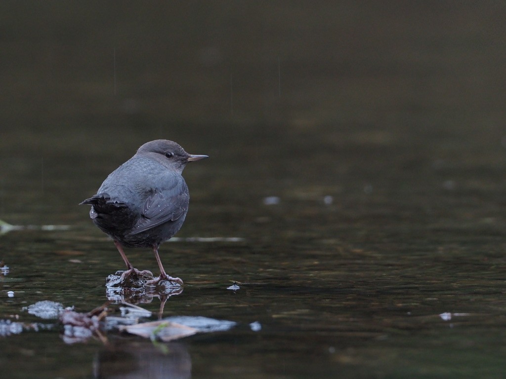 אמודאי אמריקני - ML647333379