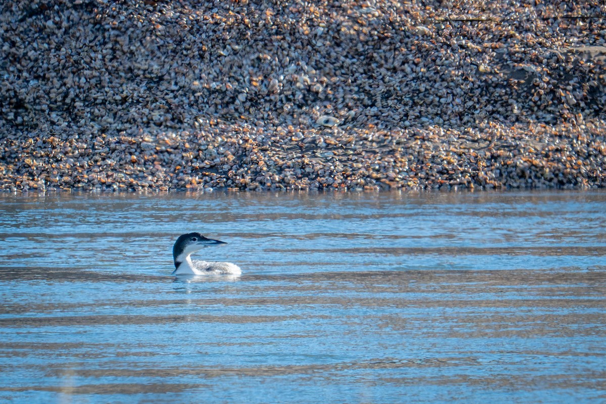 Common Loon - ML647333382