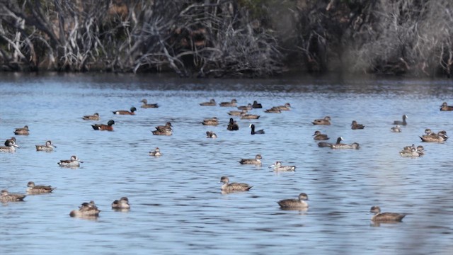 Zebra Ördeği - ML647333384