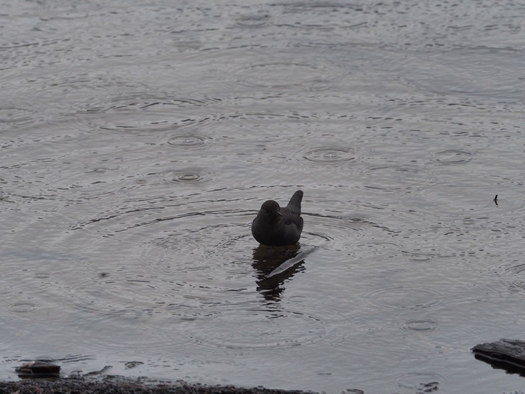 אמודאי אמריקני - ML647333393