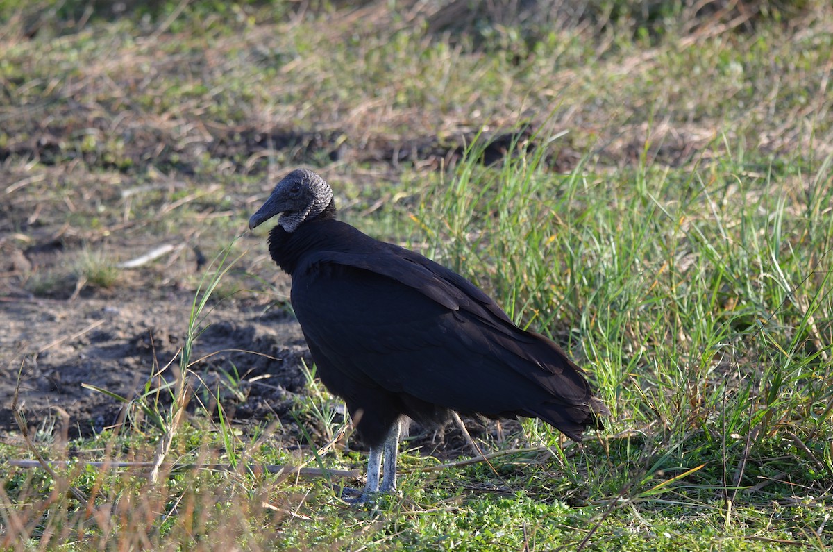 Black Vulture - ML647333398