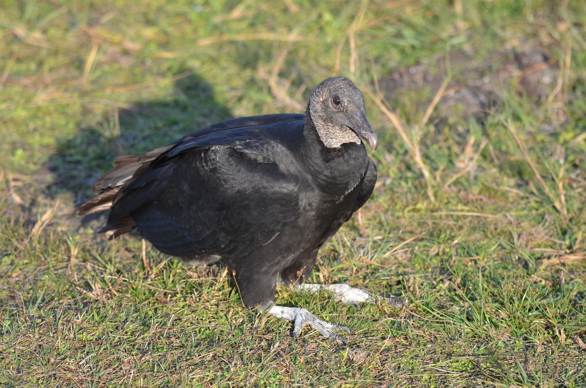 Black Vulture - ML647333399