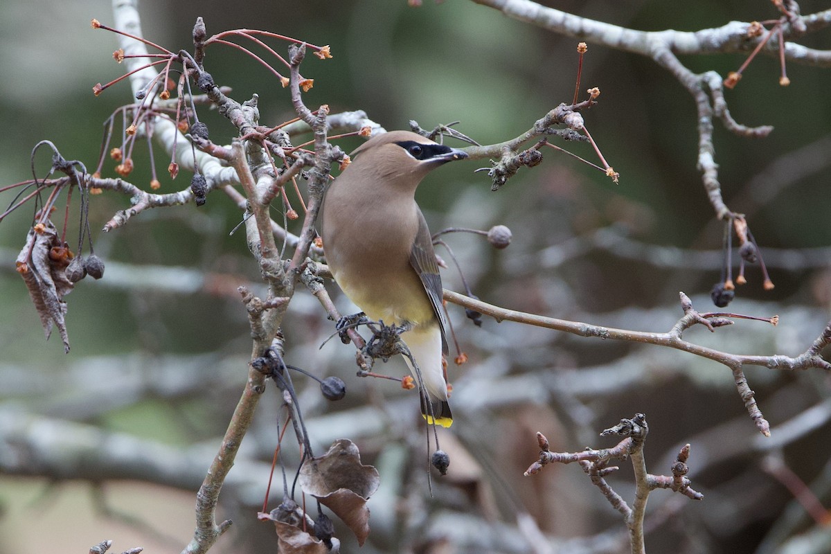 Cedar Waxwing - ML647333400
