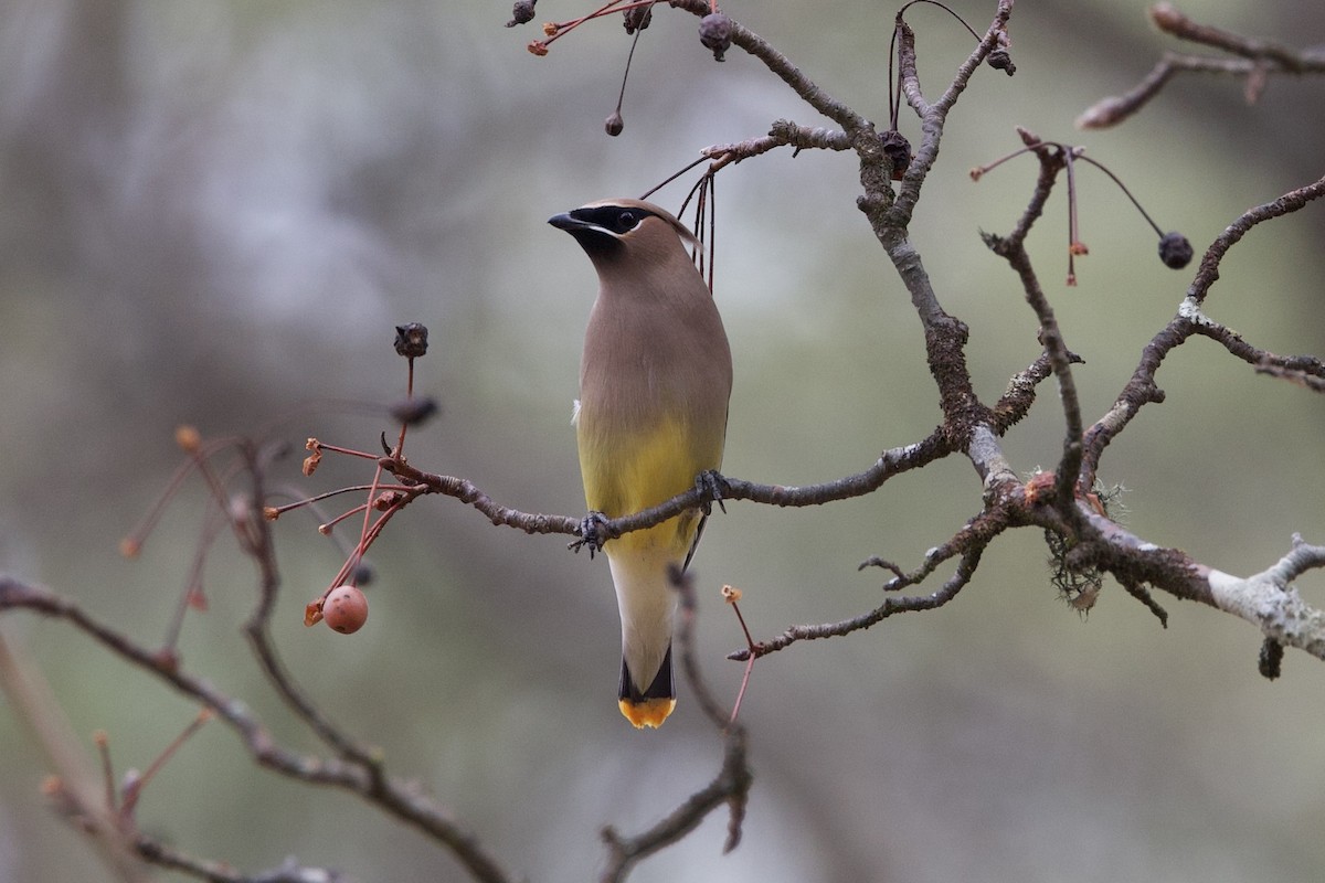 Cedar Waxwing - ML647333401