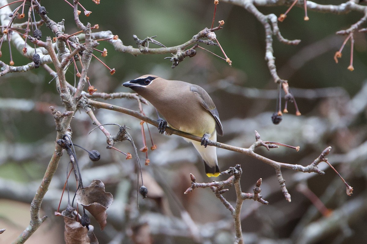 Cedar Waxwing - ML647333407