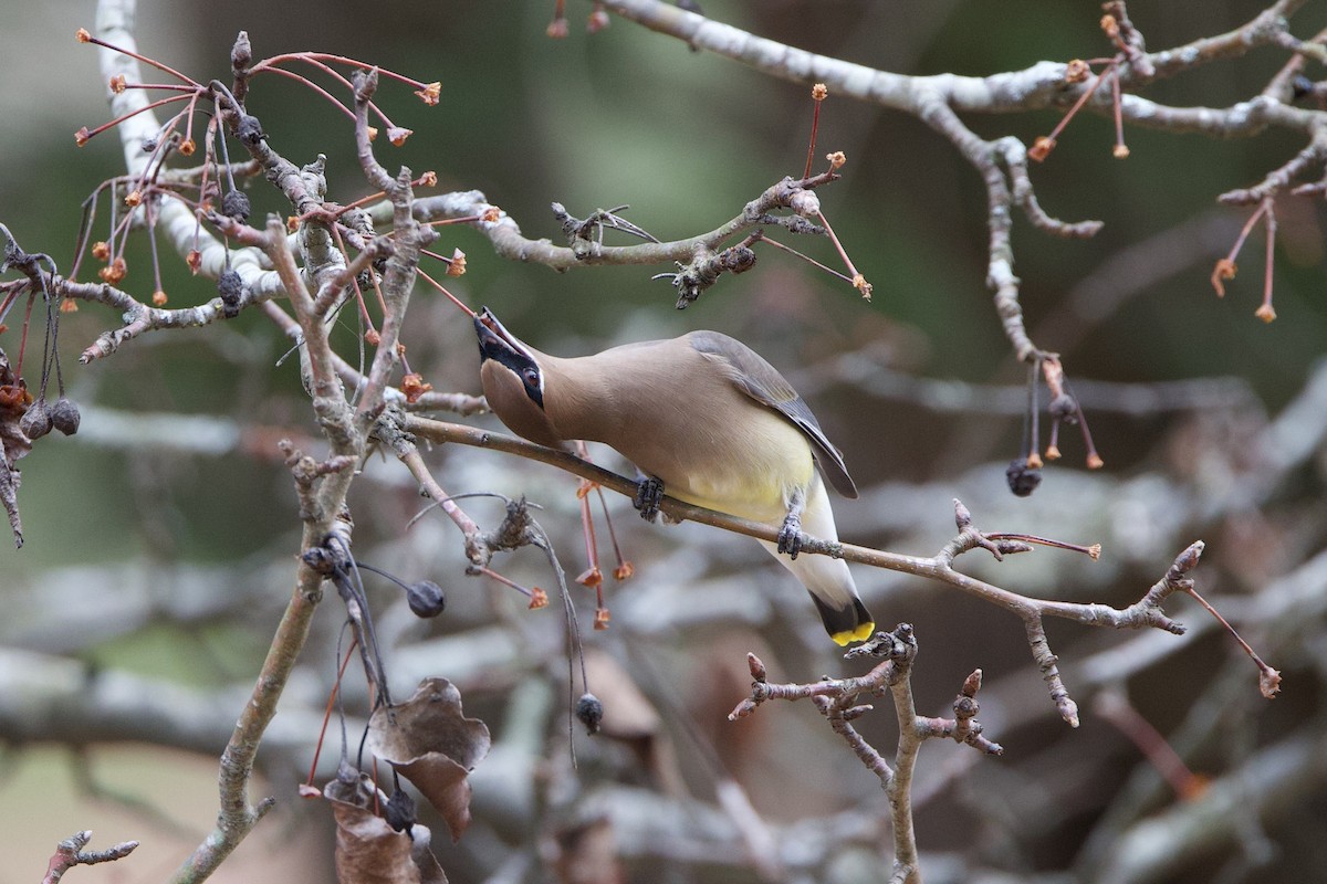 Cedar Waxwing - ML647333408
