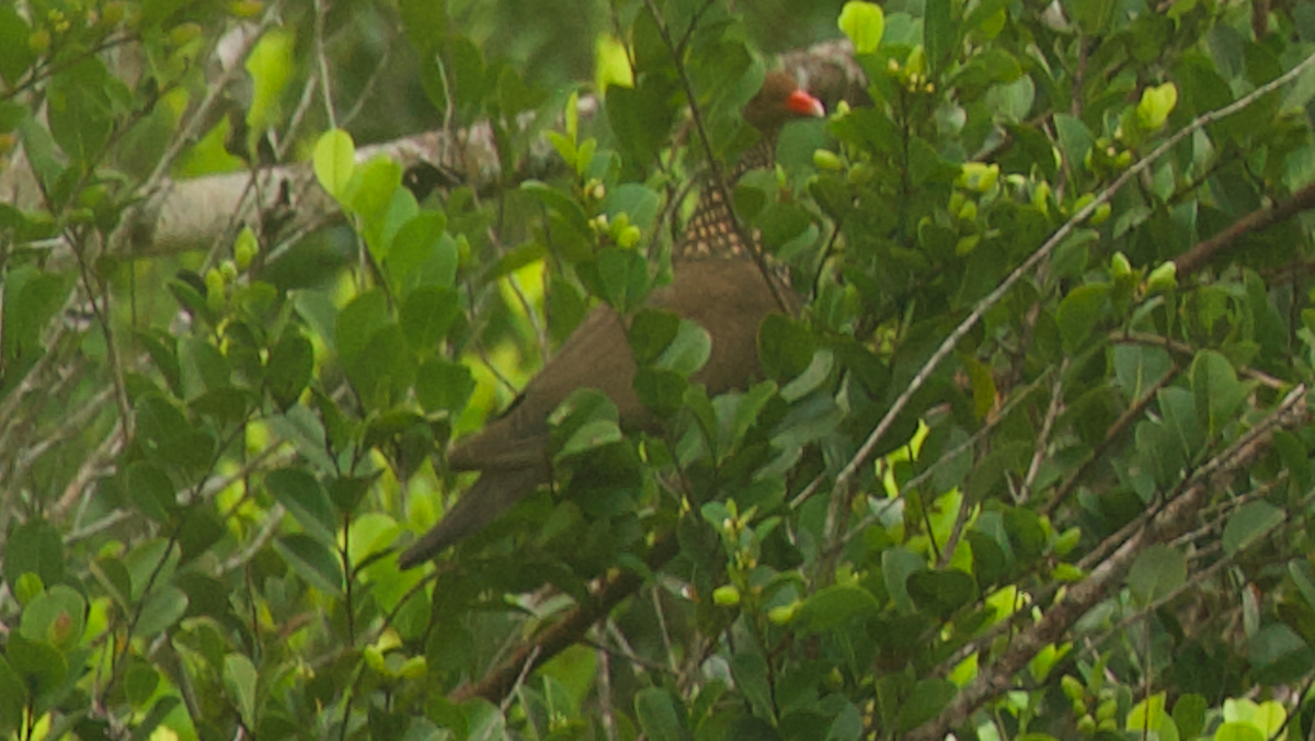 Scaled Pigeon - ML647333410
