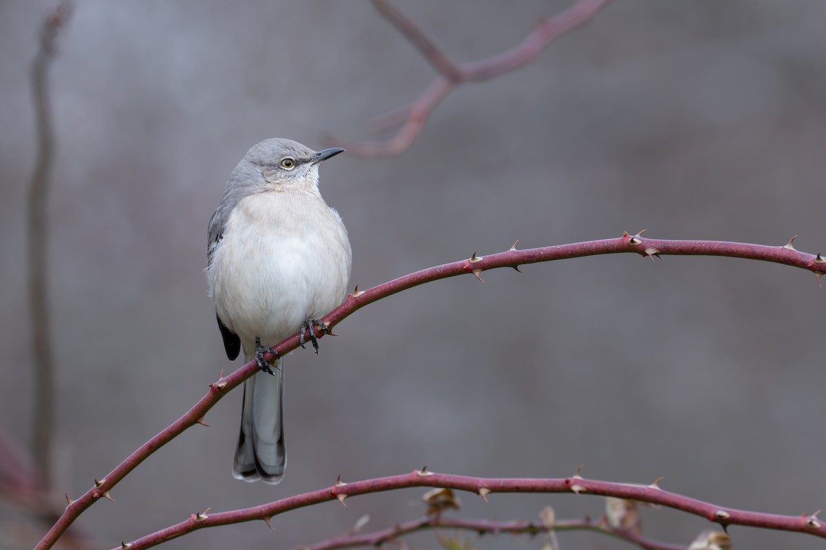 Northern Mockingbird - ML647333412