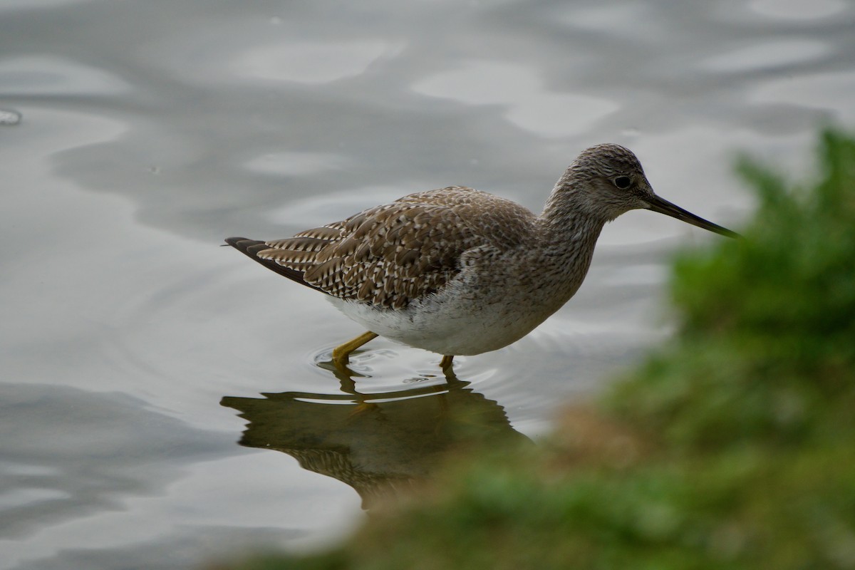 Greater Yellowlegs - ML647333414