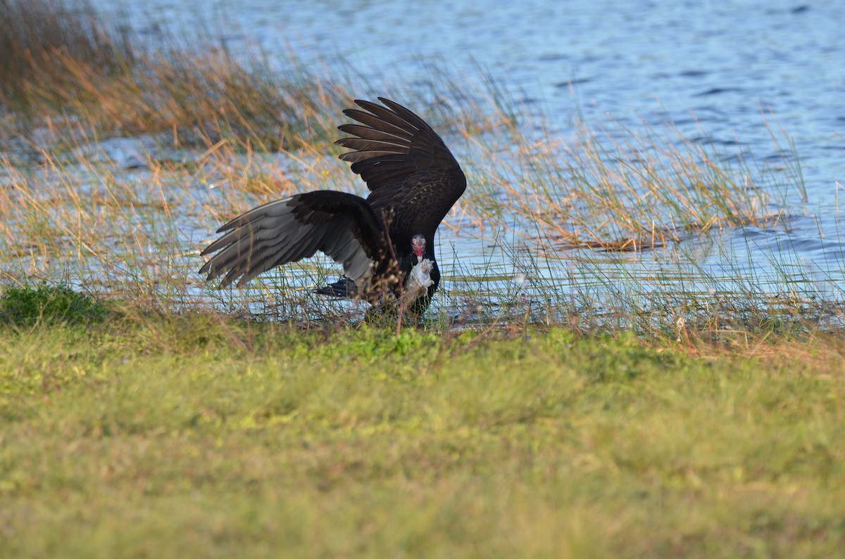 Turkey Vulture - ML647333418