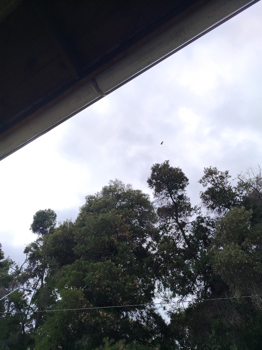 Chimango Caracara - ML647333421