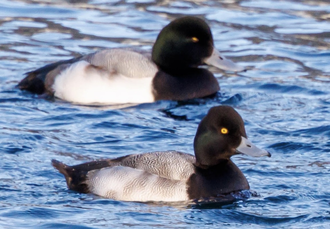 コスズガモ - ML647333433