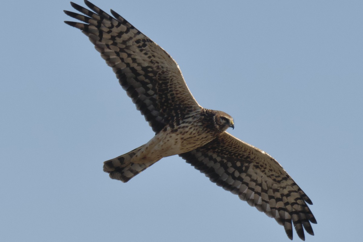 Mirotz zuri iparramerikarra - ML647333445