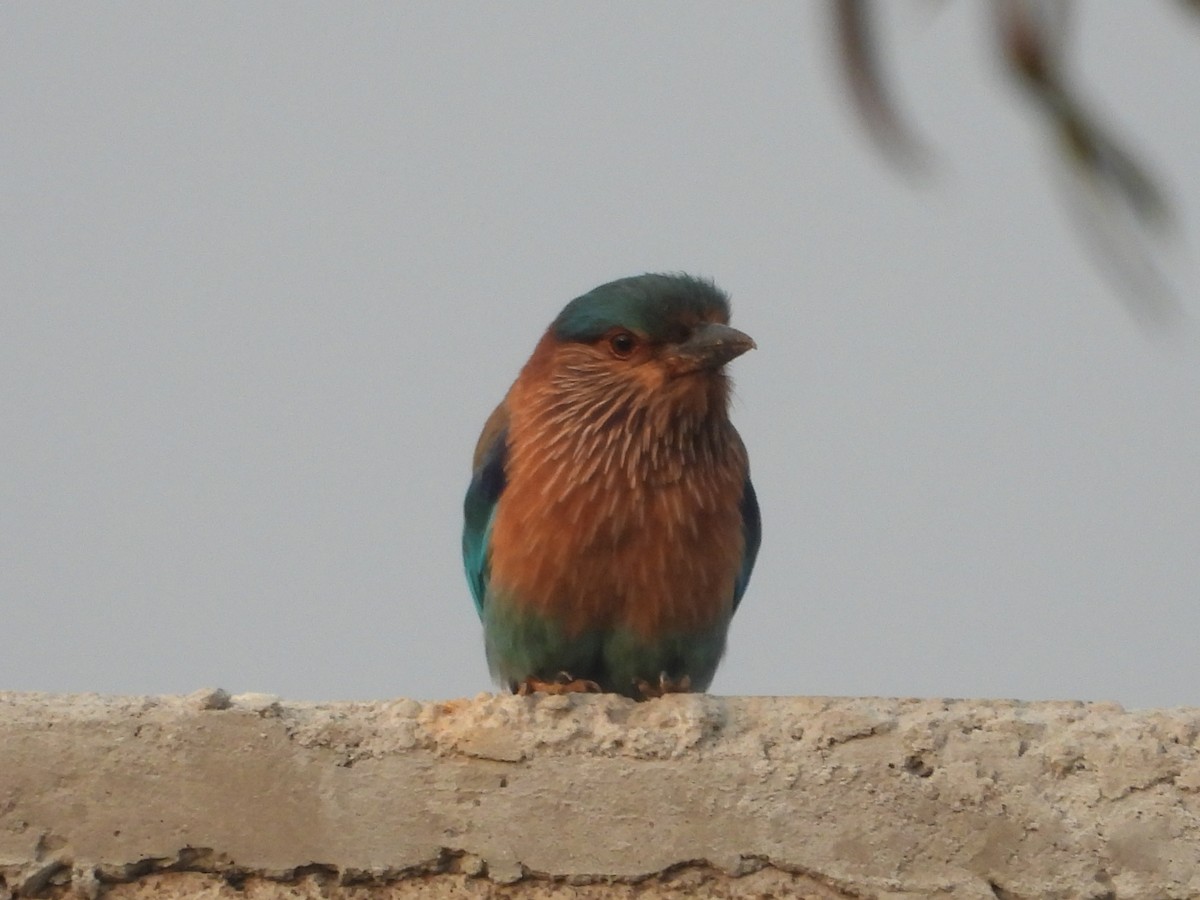 Indian Roller - ML647333454