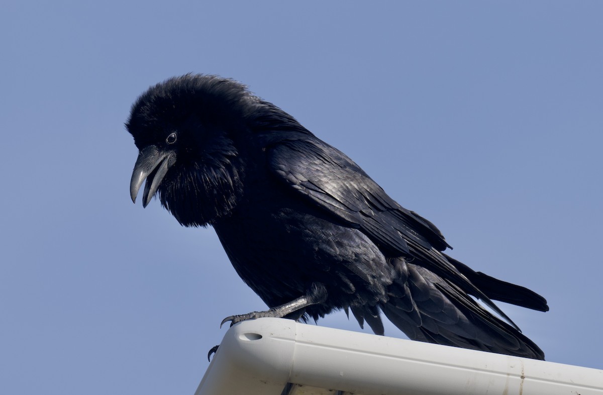 Common Raven - ML647333458