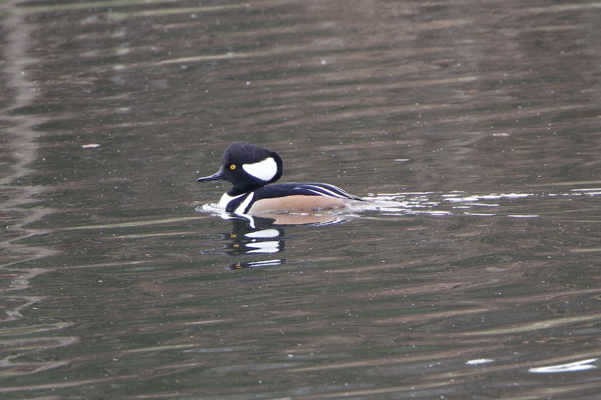 מרגון מקושט - ML647333460