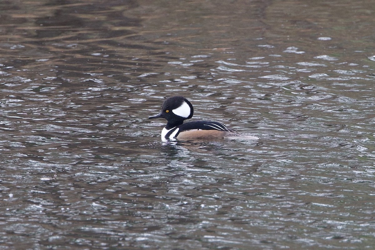 מרגון מקושט - ML647333461