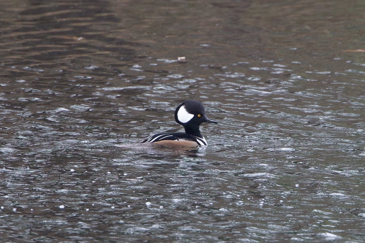 מרגון מקושט - ML647333462