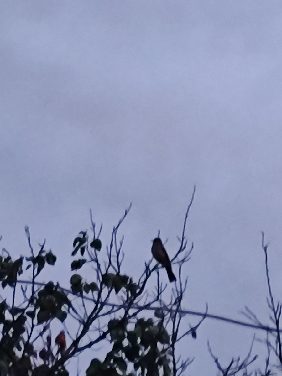 Austral Thrush - ML647333463