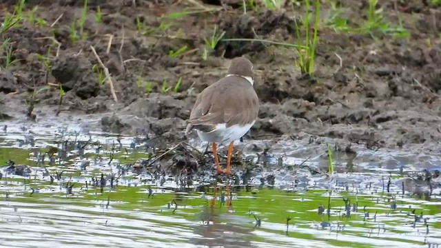 Halkalı Cılıbıt - ML647333483