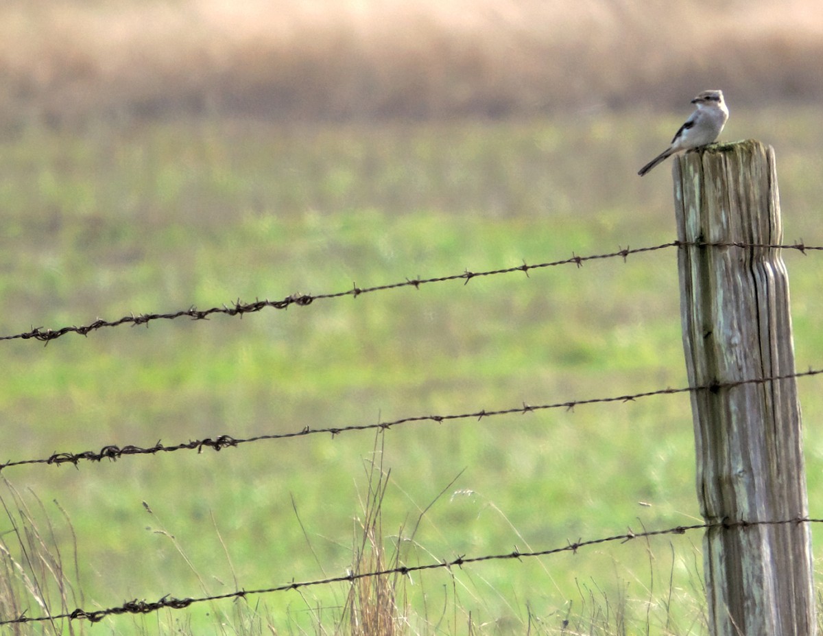 ťuhýk severní - ML647333484