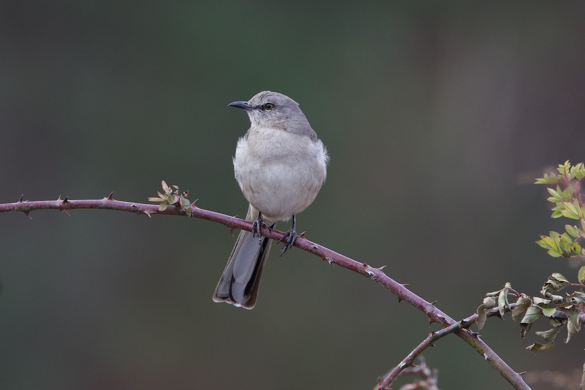 חקיינית צפונית - ML647333490