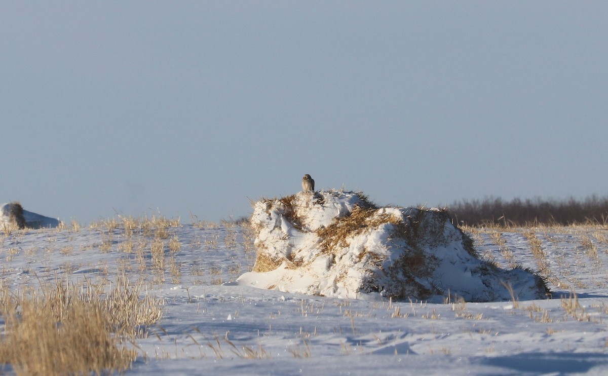 Zingira-hontza - ML647333498