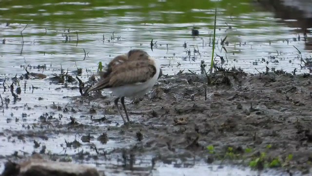 Nil Cılıbıtı - ML647333512