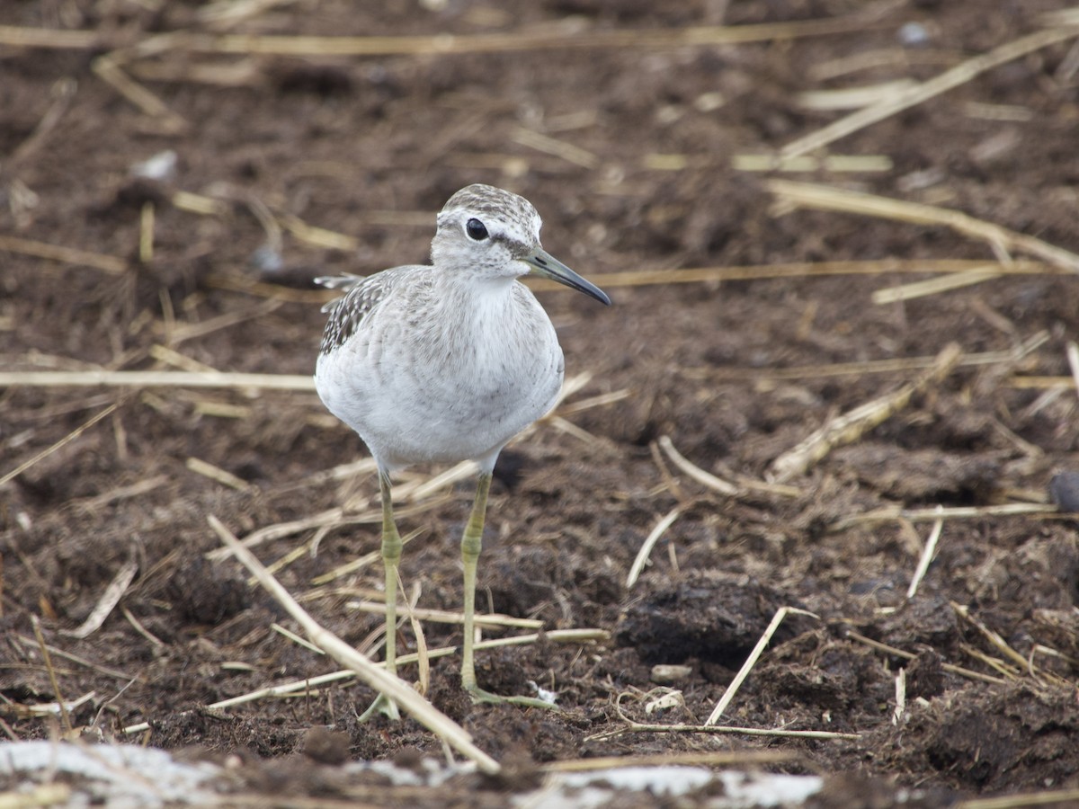 vodouš bahenní - ML647333522
