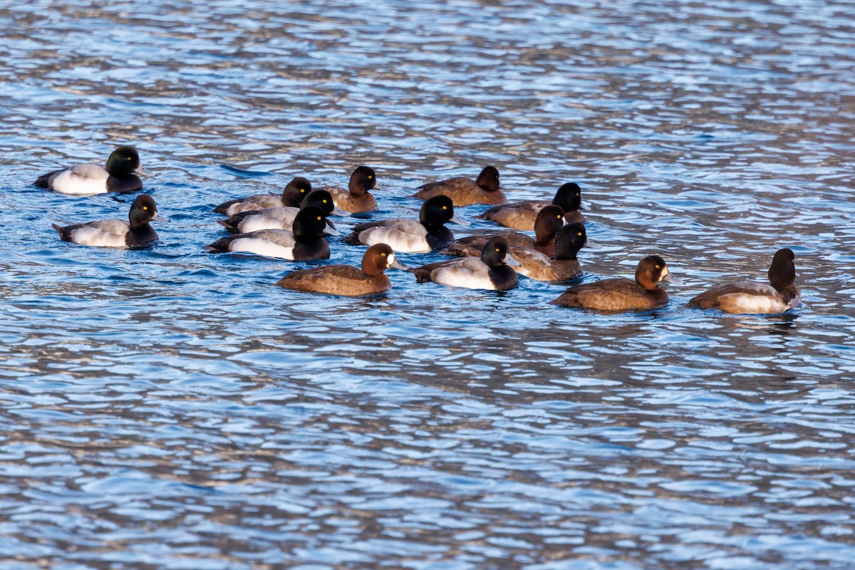 Greater Scaup - ML647333523