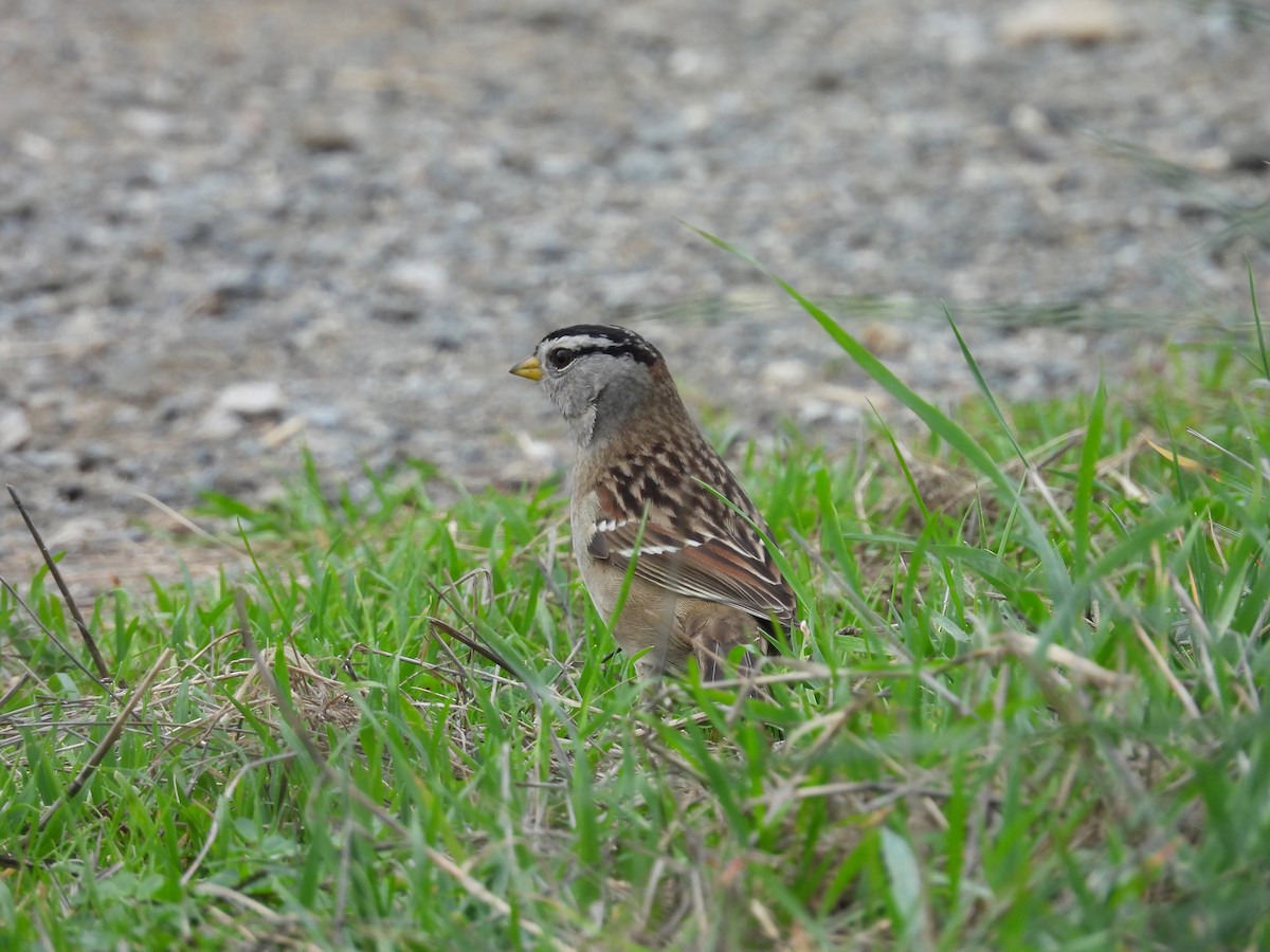 Porsuk Serçesi - ML647333526