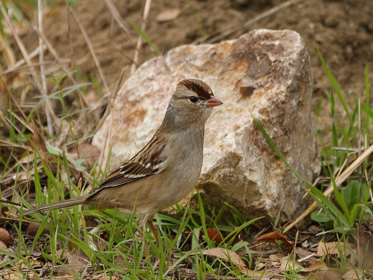 Porsuk Serçesi - ML647333527