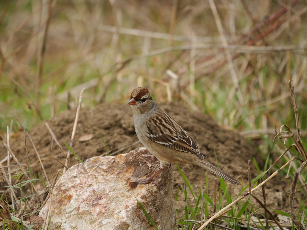 Porsuk Serçesi - ML647333531